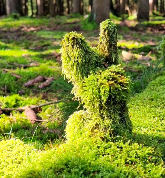 Gesundheitstraining in der Natur Gesundheitstraining in der Natur
