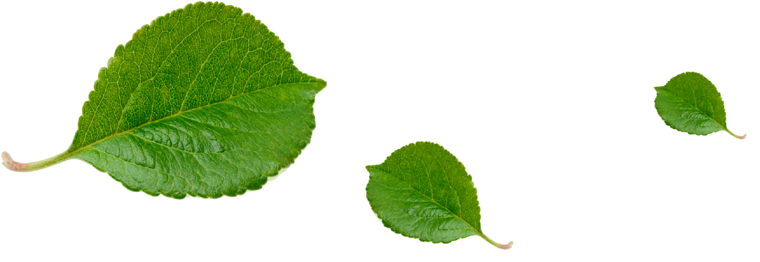 Blätter Natur Blätter Natur